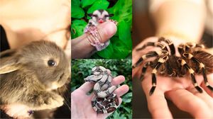 Prima cafenea cu animale exotice din România! Cum poți transforma o ieșire în oraș într-o aventură în mijlocul „junglei”