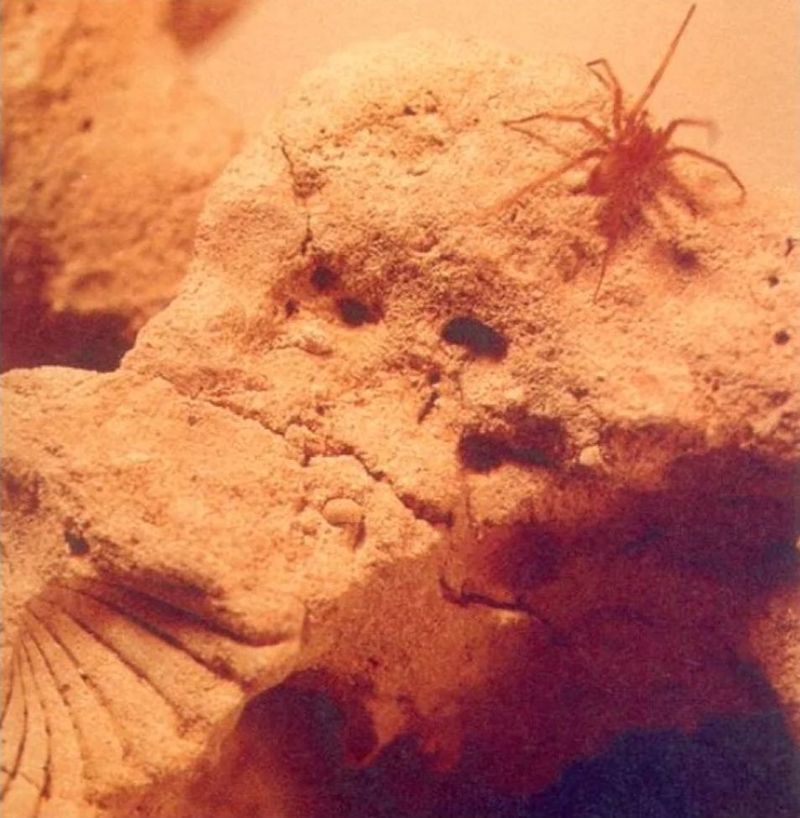 pestera movile vietati