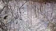 Lacul Siutghiol din Mamaia