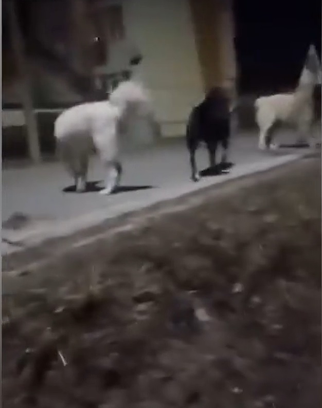 Haită de c&acirc;ini