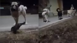 O femeie din Cluj a trăit o sperietură soră cu moartea, după ce a fost atacată de o haită de câini! Oamenii legii au deschis o anchetă