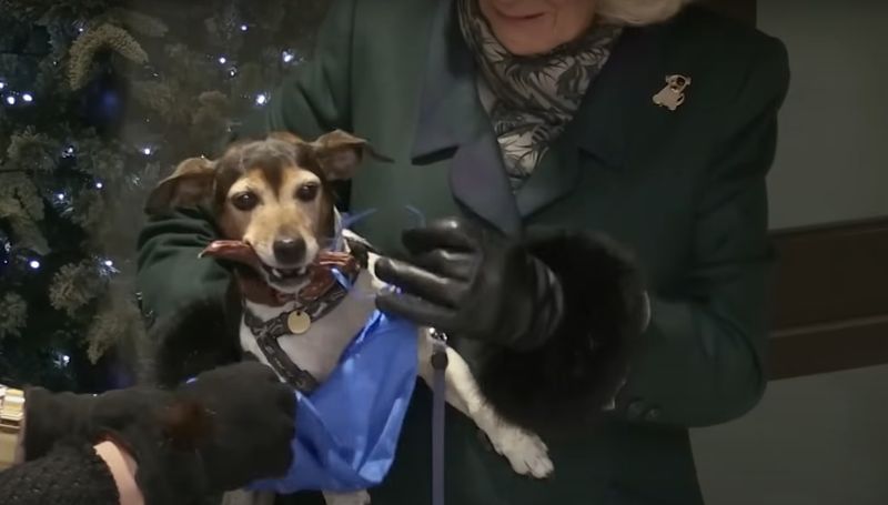 Beth, cățelul Reginei Camilla  Regina Camilla cățel eutanasiat