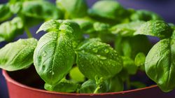 Planta care nu ar trebui să lipsească din casa niciunui om în luna martie! Aduce prosperitate și alungă ghinionul