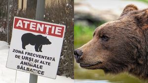 Urșii au ieșit mai devreme din bârlog! Locuitorii din Predeal sunt terorizați de animalul sălbatic și puii săi: „E pericol! Nu știi cum reacționează”