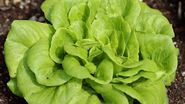 salata verde