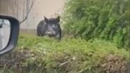 Porc mistreț, surprins în Otopeni