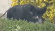Porc mistreț, surprins în Otopeni