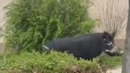 Porc mistreț, surprins în Otopeni