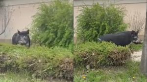 Porc mistreț, surprins în Otopeni