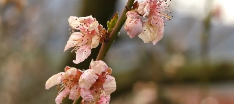 Pomii, afectați de vremea din ultimele zile