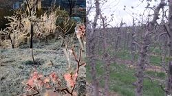 Vremea severă din ultimele zile a distrus culturile! Disperați, agricultorii români își numără acum pagubele și încearcă să găsească soluții