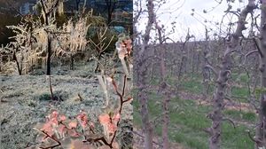 Pomii, afectați de vremea din ultimele zile