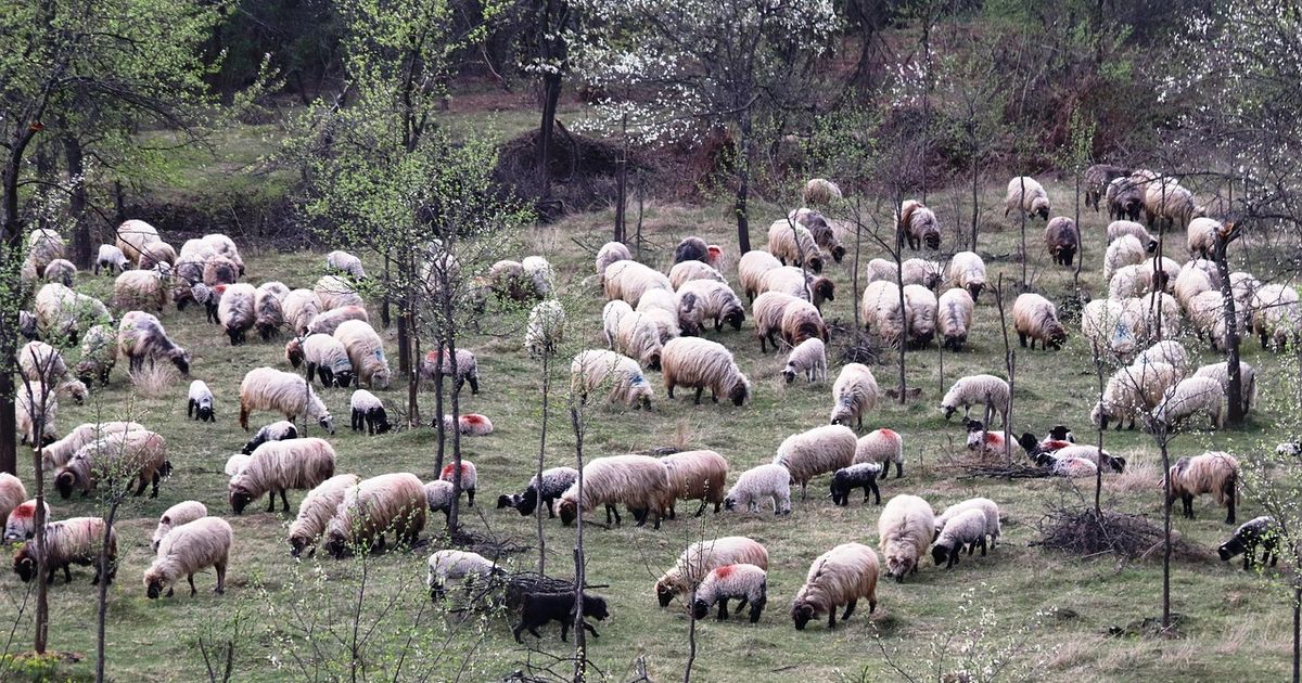 Tragedie de nedescris în Bacău! Copil de 3 ani, mort după ce a înghițit o substanță toxică pentru ungerea oilor