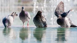 Hrănirea porumbeilor în spațiul public, strict interzisă în acest oraș din România! Cei care nu respectă regula riscă amenzi usturătoare