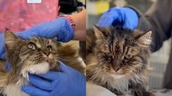 O pisică a reușit să supraviețuiască după ce a căzut într-un canion adânc de 115 metri, în Utah! Stăpânii felinei au murit în urma tragediei