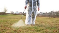 Cum să îți protejezi curtea de căpușe? Sfaturi pentru a îndepărta insectele problematice