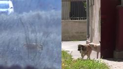 Scene dramatice în Cluj! Un tată a ajuns de urgență la spital, după ce a fost sfâșiat de câini. Bărbatul a încercat să-și protejeze fiica în vârstă de numai șase ani