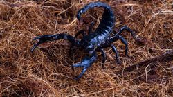 Invazie de scorpioni în unele dintre cele mai vizitate orașe! Zeci de oameni au murit în ultimele luni după ce au fost înțepați. Cercetătorii trag un semnal de alarmă: „Nu așteptați...”