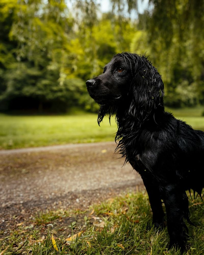 Orla, cățelușa lui Kate Middleton și a Prințului William