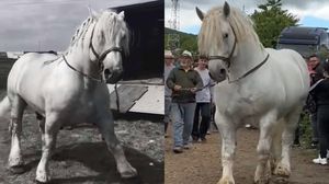 Falko, calul campion care a murit în Cormaia