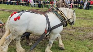 Falko, calul campion care a murit în Sângeorz-Băi