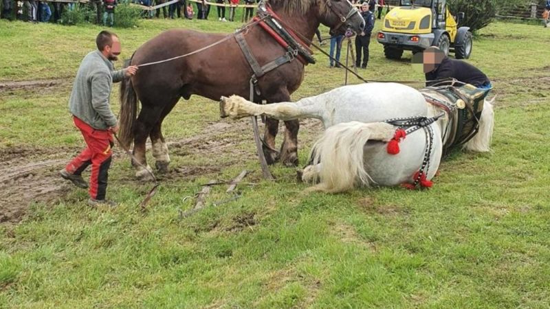 Falko, calul campion care a murit &icirc;n S&acirc;ngeorz-Băi