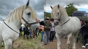 Falko, calul campion care a murit în Cormaia