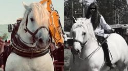 Motivul pentru care afaceristul slovac l-a recumpărat pe Falko, la nici trei zile după ce l-a vândut în România! Fosta proprietară a calului campion rupe tăcerea despre tragedie: „A venit înapoi după el, a început să plângă”