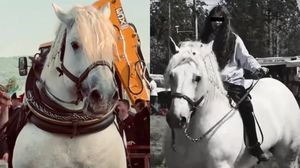 Motivul pentru care afaceristul slovac l-a recumpărat pe Falko, la nici trei zile după ce l-a vândut în România! Fosta proprietară a calului campion rupe tăcerea despre tragedie: „A venit înapoi după el, a început să plângă”