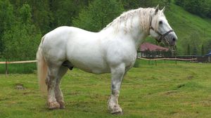 Falko, calul mort la Cormaia