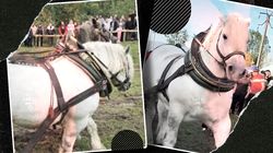 Martorii povestesc îngroziți ce a cerut stăpânul lui Falko, calul campion care s-a prăbușit la un concurs de tras bușteni, în ziua tragediei! Noi detalii șocante ies la iveală despre ceea ce s-a întâmplat, de fapt: „De ce au fost de acord?”