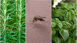 Cum te protejezi de țânțari