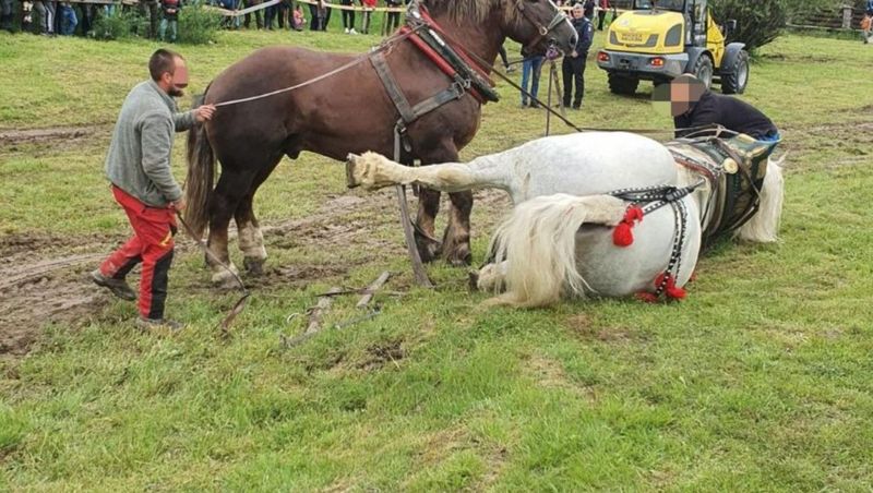 Falko, calul campion