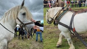 Ipoteza care răstoarnă ancheta privind moartea șocantă a lui Falko, calul campion care s-a prăbușit la un concurs de tras bușteni! Ce i-ar fi făcut stăpânul înainte de competiție? Acuzațiile sunt grave: „I-a administrat...”
