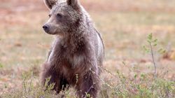 Bărbat de 44 de ani, în stare gravă după ce a fost atacat de urs, în Argeș! Animalul l-a sfâșiat în pădure, dis-de-dimineață