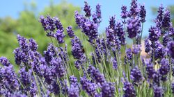 5 motive ca să plantezi lavanda în grădina ta: Beneficiile uimitoare ale acestei plante