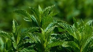 Motive pentru care este bine să plantezi mentă în curte