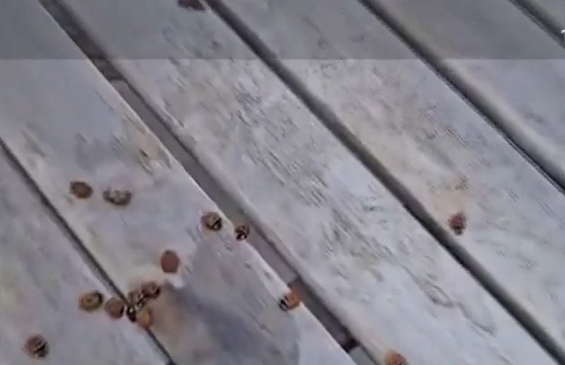 Invazie de gărgărițe pe litoral