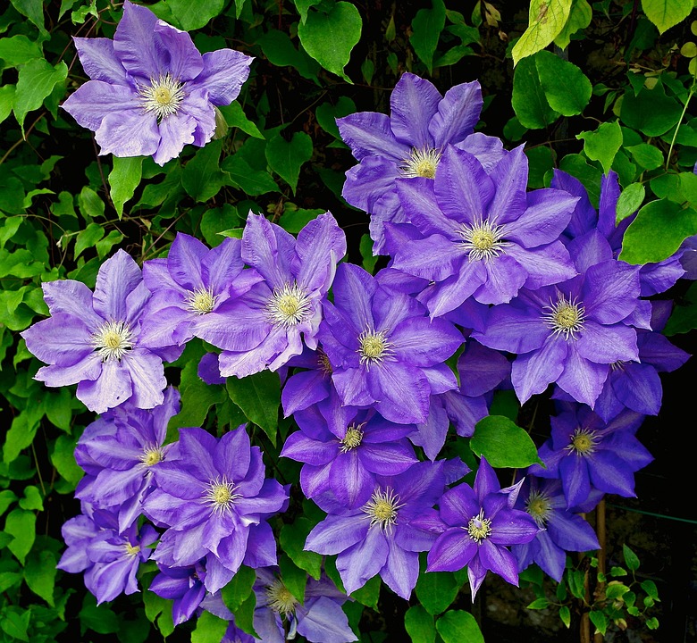 Clematis 