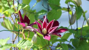 Clematis, planta ideală pentru grădina ta