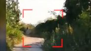Panteră neagră, văzută în Bulgaria