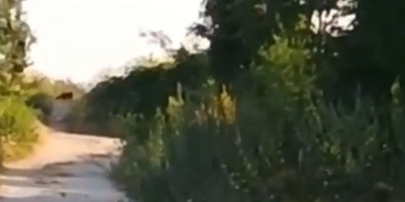 Panteră neagră, văzută în Bulgaria