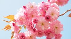 Motivul pentru care este bine să plantezi un cireș japonez în grădina ta