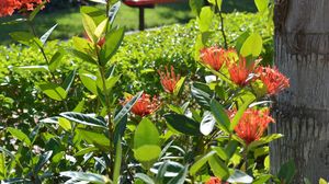 Ce plante nu ne recomandă ChatGPT să avem în grădină: Aduc ghinion și necazuri