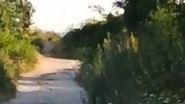 Panteră neagră, văzută în Bulgaria