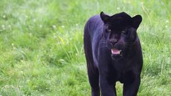 Un expert bulgar susține că pantera neagră ar fi, de fapt, un câine de talie mare! Autoritățile sunt pe urmele animalului misterios