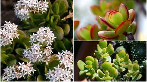 Floarea care aduce bani în casă. Trebuie așezată în colțul sud-estic al locuinței