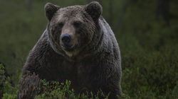 Incident șocant petrecut în Argeș! Un motociclist a murit, după ce a fost atacat de un urs și tras într-o râpă. Imagini terifiante