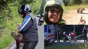 Filmul complet al atacului mortal de pe Transfăgărășan! Ce s-a întâmplat, de fapt, cu turistul italian ucis de o ursoaică, absolut șocant: „A fost așa de furioasă încât l-a...”