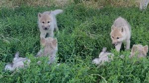 Premieră la Grădina Zoologică din Oradea! S-au născut doi pui de lup arctic, iar vizitatorii pot să le aleagă numele și chiar să îi „adopte”